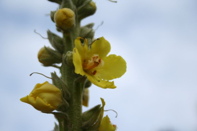 Verbascum conocarpum ?